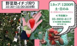 野菜塾　イチゴ狩り